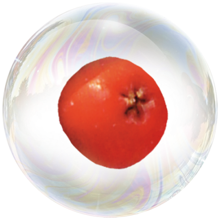 Рябина красная